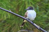 Loggerhead Kingbird